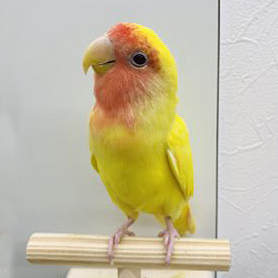 こざくらインコのコロちゃん