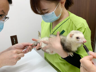 エキゾチック動物の診療日