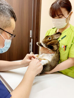 エキゾチック動物の診療日